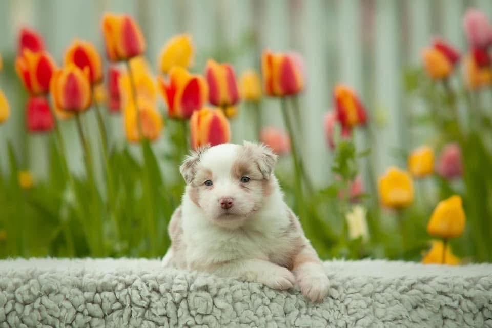 ลูกสุนัข Australian Shepherd สีน้ำตาลอ่อน