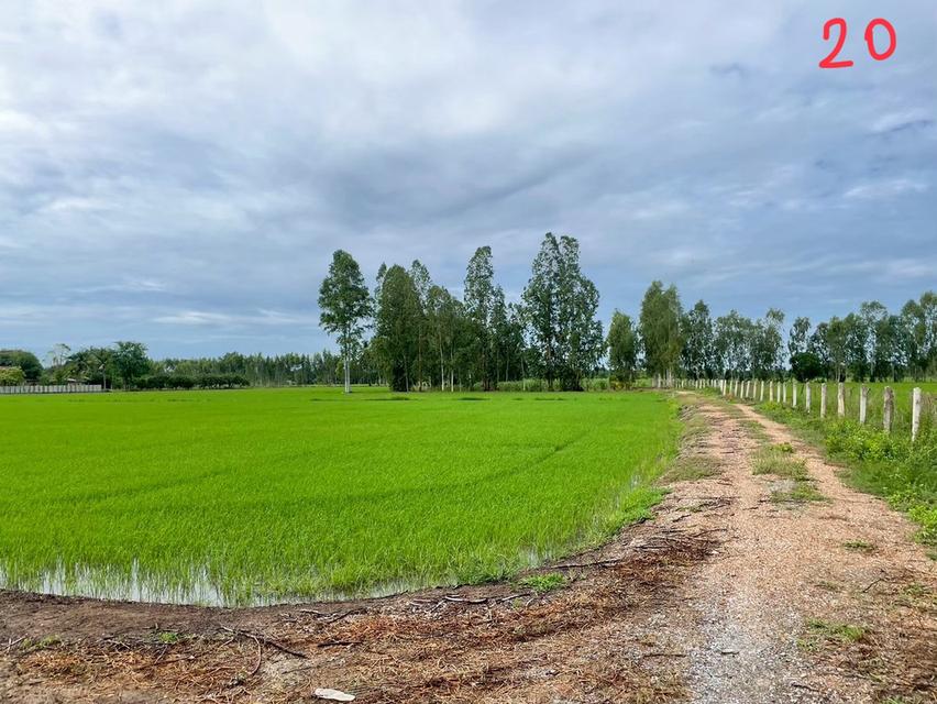 ขายด่วนที่ดินแปลงสวย 10 ไร่ 10