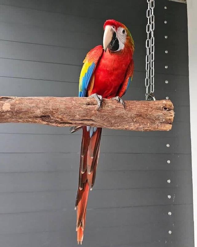 Scarlet Macaw Parrots  WhatsApp me : +66 63 826 3042 รูปที่ 2
