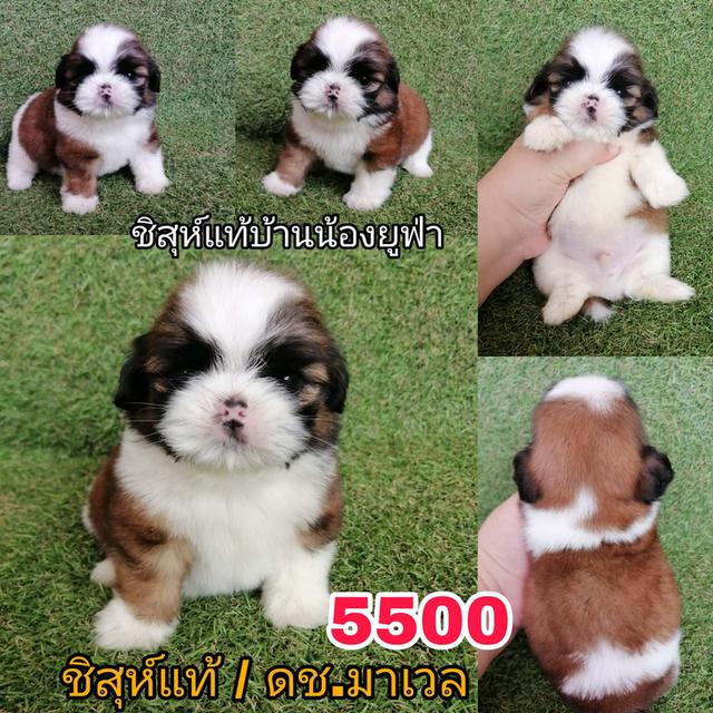 เปิดจอง ชิสุห์ทอยเเท้ เกรดสวย ชายล้วน รับได้สิ้นเดือน มีนาคมนี้