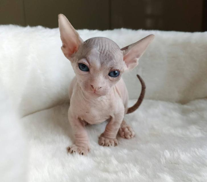 6.แมวแบมบิโน่ เพศผู้ Bambino Cat Male รูปที่ 4