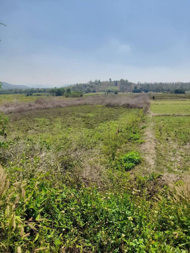 ที่นา 2 ไร่ 2 งาน เศษ ดินดี น้ำอุดม เพียง 229000 1