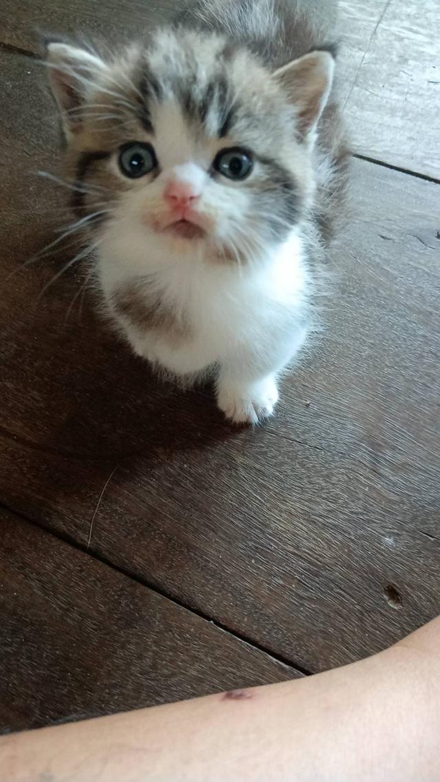 น้องแมวมัชกิ้นขาสั้น 3