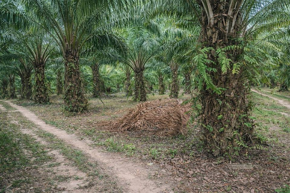 🌴 สวนปาล์มน้ำมัน พร้อมเก็บผลผลิต ทำเลดี ใกล้ถนน 🌴 1