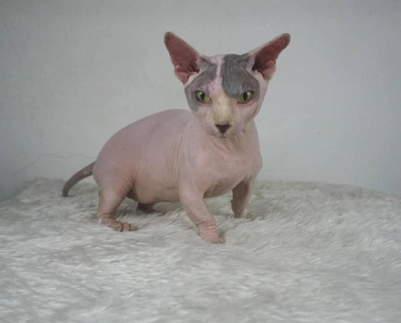 12.แมวแบมบิโน่/เพศผู้ หาบ้าน Bambino Cat/Male looking for a new home 6