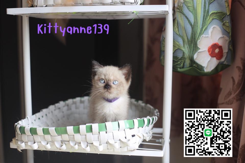 น้องแมวลูกครึ่งสก็อตติชเปอร์เซีย 17