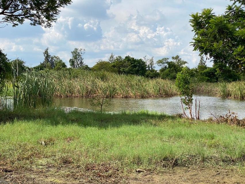 ที่ดินเปล่า 256 ตร.ว. ติดเลค ใกล้สนามกอล์ฟบางปู 1.2 กม. สมุทรปราการ สงบ เป็นส่วนตัว 9