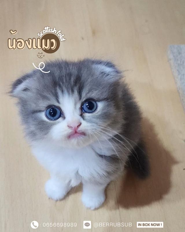 แมวScottish Fold หูพับ แท้