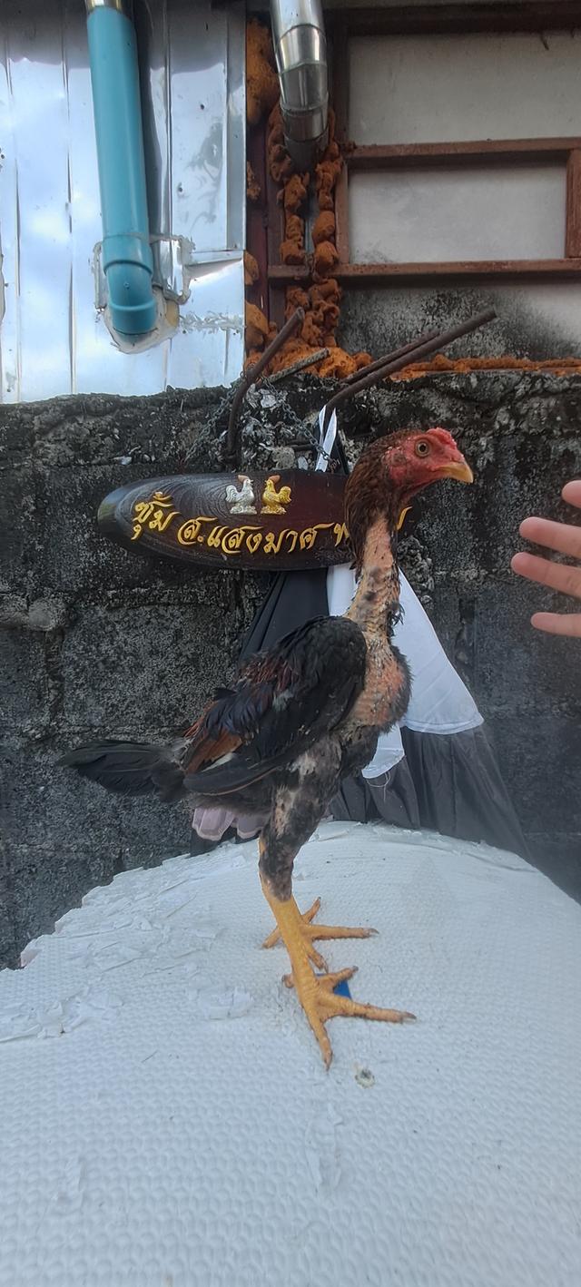แบ่งสายพันธุ์ ลูกไก่ชน เหล่าพ่อแม่เงินล้าน รูปที่ 17