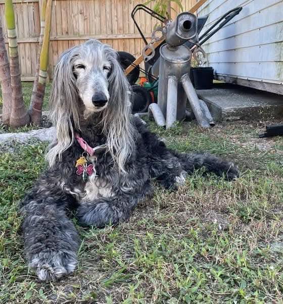 Afghan Hound ขนยาวเด่นสีเทาสวย 3