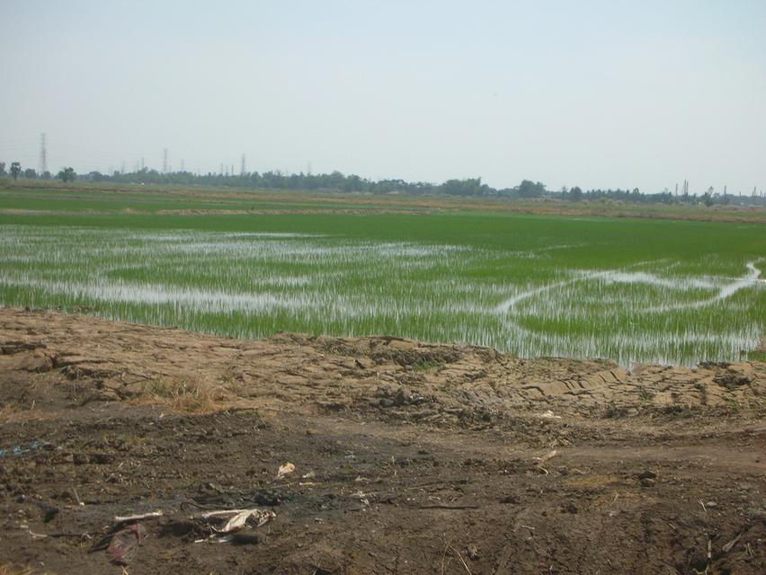 ต้องการขายที่ดิน ใกล้ทางด่วนบางปะอิน-โคราช  บางปะอิน  33 ไร่ 2 งาน 2 ตรว 12