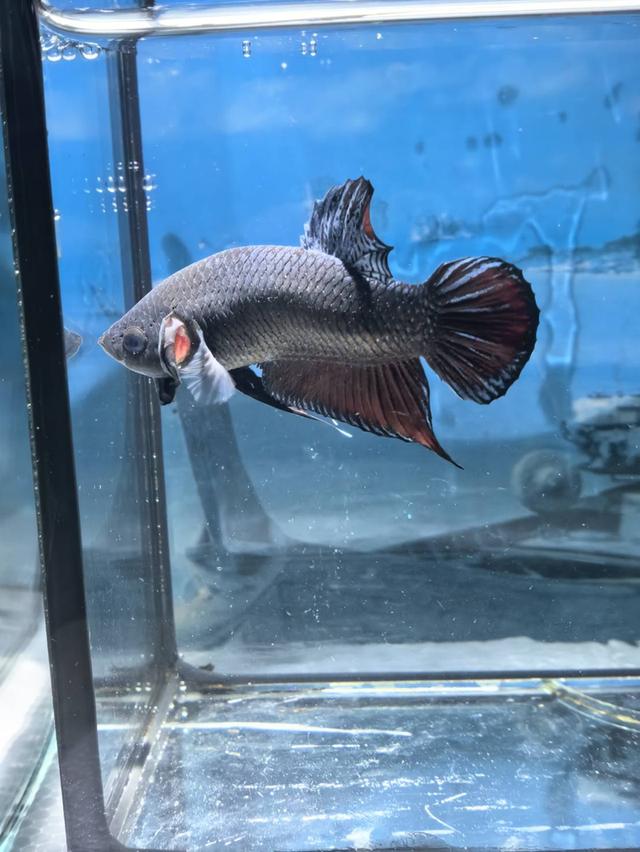 ปลากัดสวยงาม ปลากัดหม้อ ปลากัดประจำชาติ รูปที่ 3