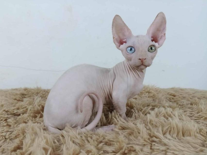 34.แมวแบมบิโน่/เพศผู้ Bambino Cat/Male  ตาสองสี/Odd-eyed 7