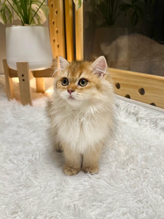 เด็กหญิงบริติช ลองแฮร์ (British Longhair)