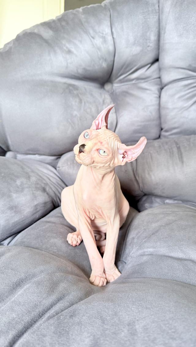ลูกแมว สฟิงซ์ เพศเมีย Sphynx cat รูปที่ 5