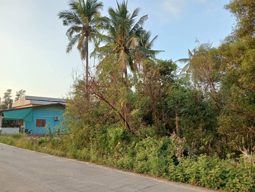 ขายที่ดิน ทำเลดี ที่สวย 4