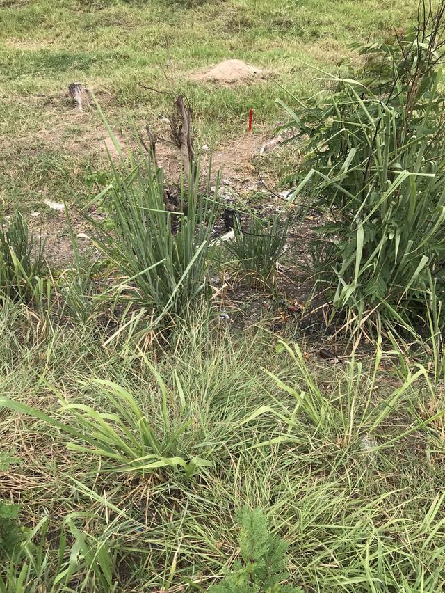 ขายที่ดินแปลงสวย ทำเลดี ติดถนนใหญ่ ตรงข้ามกับบริษัท ฟู่เซิง จำกัด อำเภอดอยหล่อ-จอมทองจังหวัเชียงใหม่ เนื้อที่ 1ไร่สวยรูปสี่เหลี่ยมหน้ากว้าง20เมตร 6