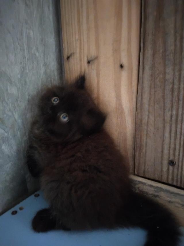 น้องเเมว เปอร์เซียเพศผู้ อายุ2เดือน