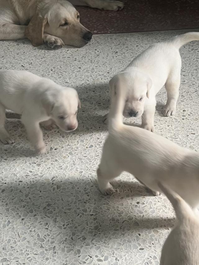 Labrador เพศ ญ 2 เดือนค่ะ