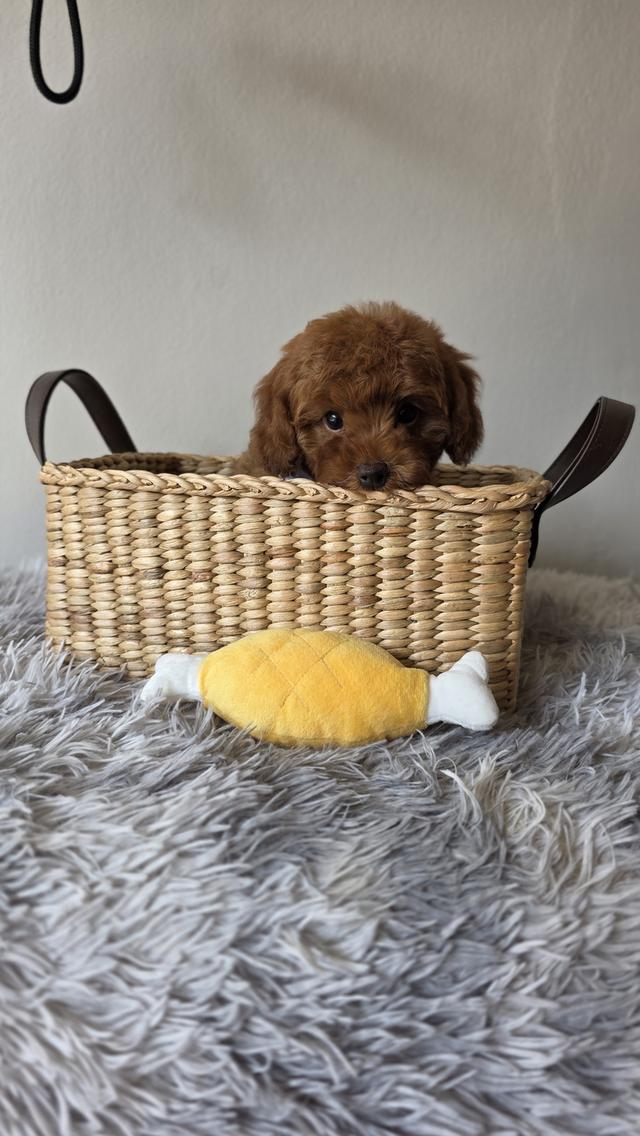 น้องหมาพุดเดิ้ลทอยสีแดงเข้ม