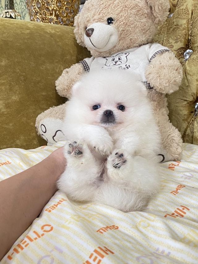 ลูกปอมเมอเรเนียนแท้  6