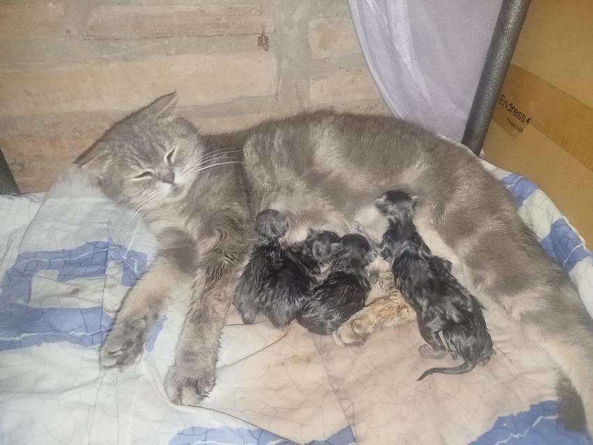 ลูกแมวสก็อตติช เลือด100