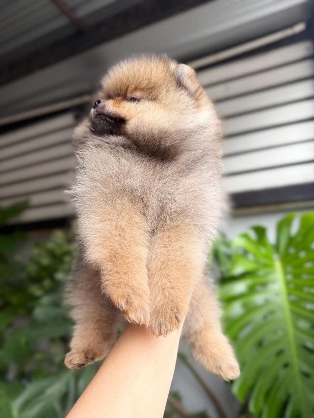 ปอมแท้ เพศเมียสีส้ม พิกัดรามอินทรา 11