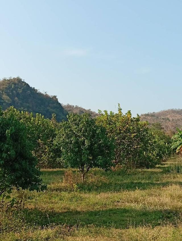 ขายบ้านพร้อมที่ดิน แปลงสวย พร้อมสวนส้มโอ–มะกรูด 1