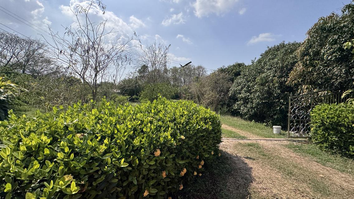 ขายที่สวน11 ไร่ พร้อมบ้าน2 หลัง มีรั้วล้อมรอบ ประตูรีโมท และรั้วล้อมสวน4ด้าน พร้อมต้นประดู่ ต้นกล้วย มะม่วง กระท้อน มะนาว มะกรูด 5