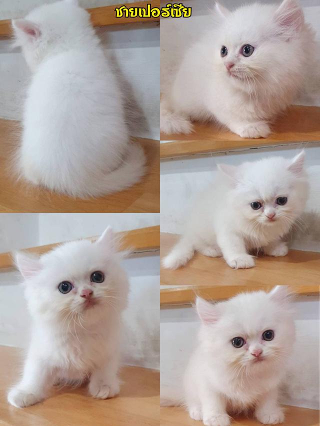 ขายลูกแมวเปอร์เซียน่ารัก ผู้ชาย พระรามสอง เทียนทะเล