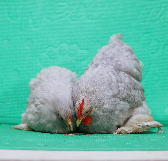 ลูกไก่มินิโคชิน ฟอร์มสวย 2
