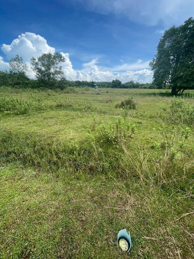 ขายที่ดินจัดสรร 3 แปลงติดกัน ใกล้ถนนใหญ่ จะนะ – บ้านคลองเปี๊ยะ จ.สงขลา 🌿 6