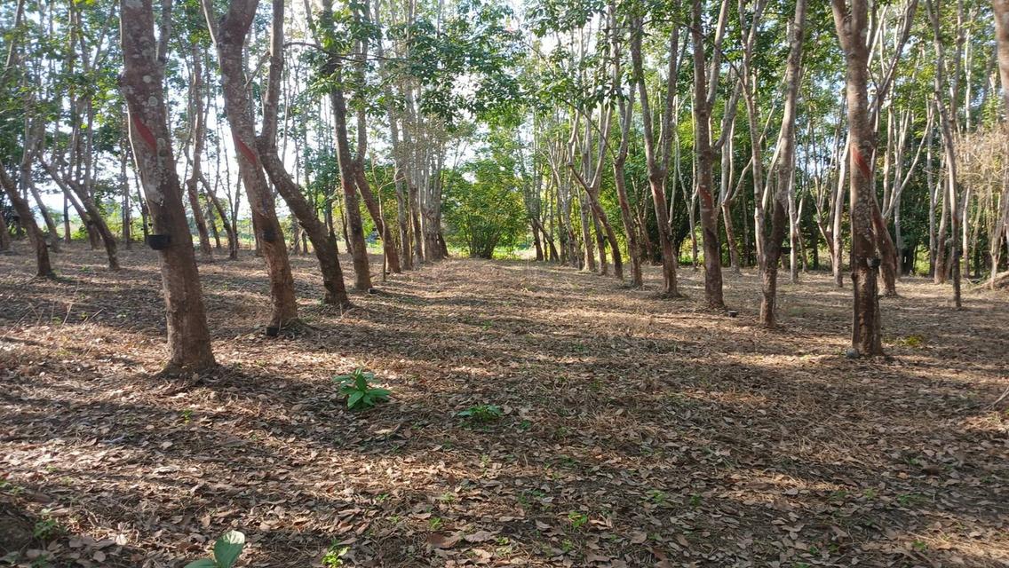 ที่ดินสวนยางมีผลไม้แซมหลากหลาย มีต้นสักขนาดใหญ่ และมีโฉนด 9