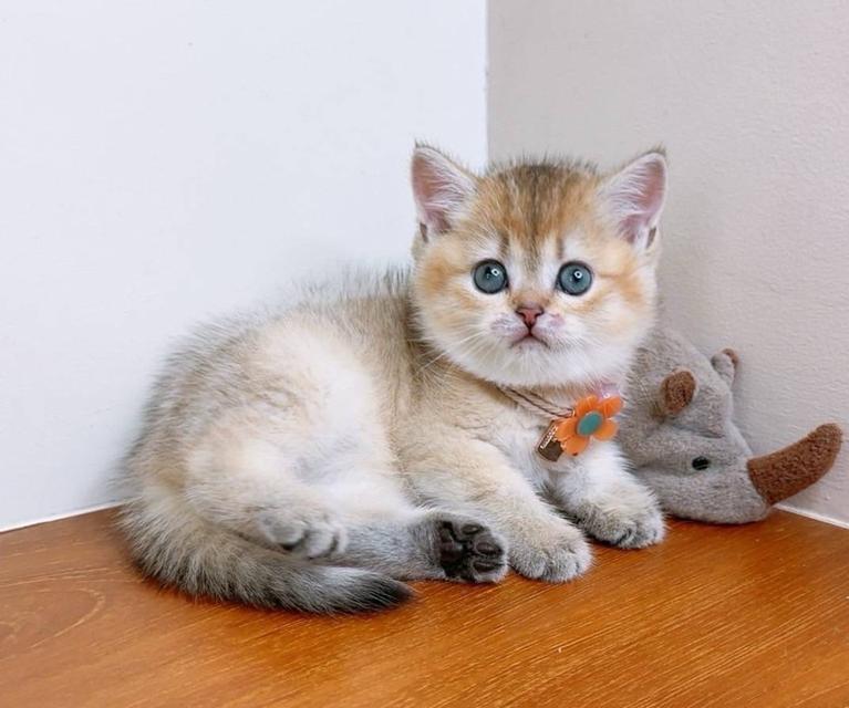 British Shorthair (ผู้หญิง) 5