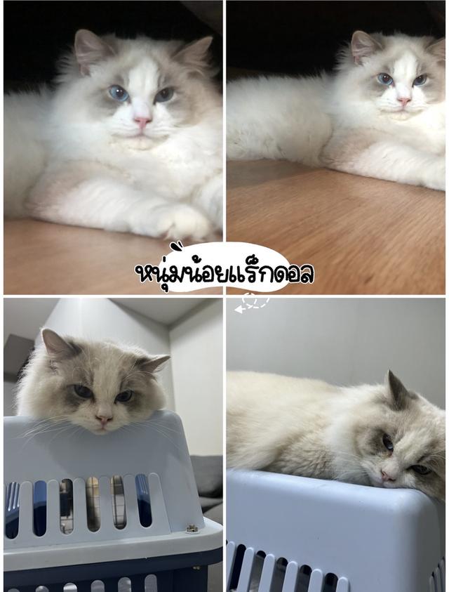 แมวบริติช แร็กดอล มันช์ดิ้น มาดูตัวจริงแมวได้ รูปที่ 2