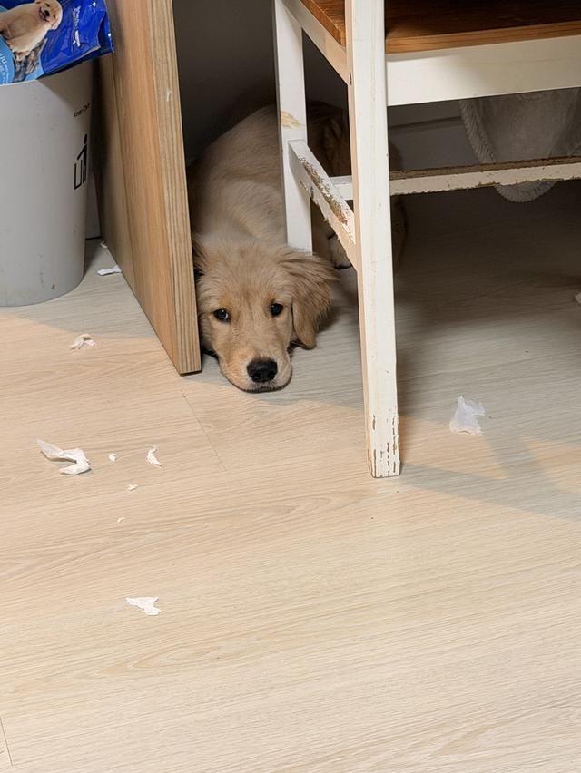 Golden retriever moki