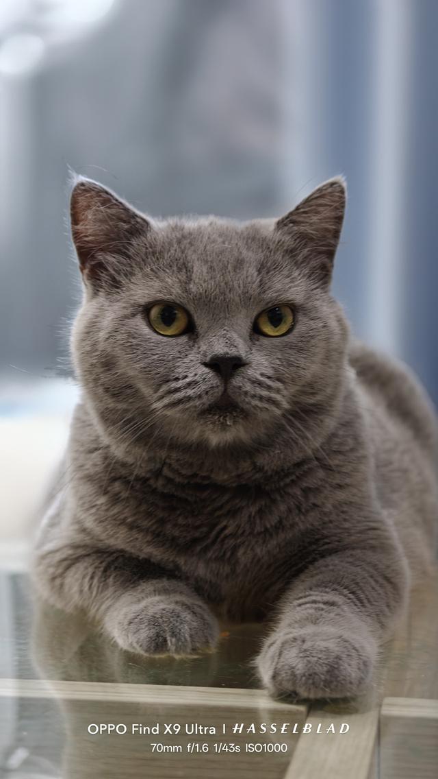 แมวบริติช ช็อตแฮร์ (British Shorthair)มีใบ wcf