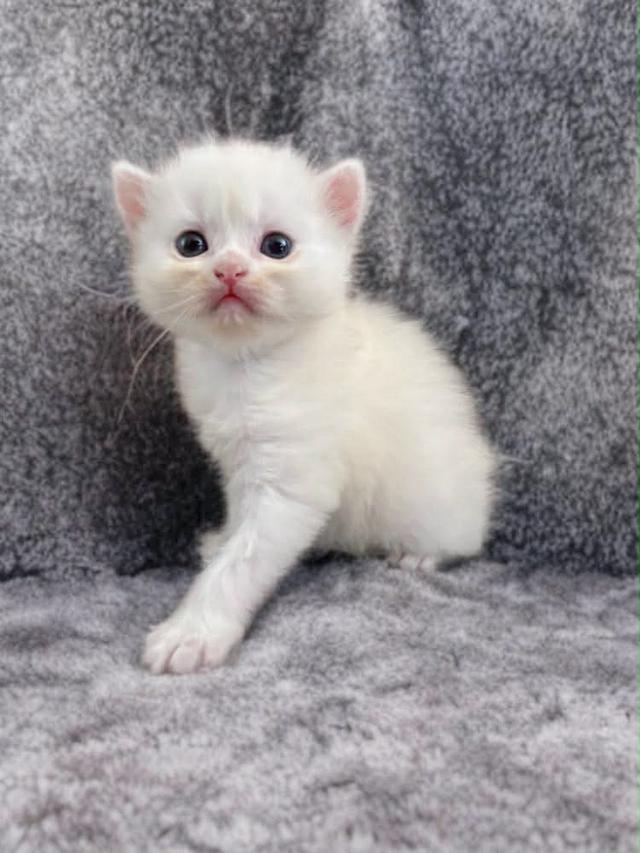 เปิดจองลูกแมวสก็อตติชแท้