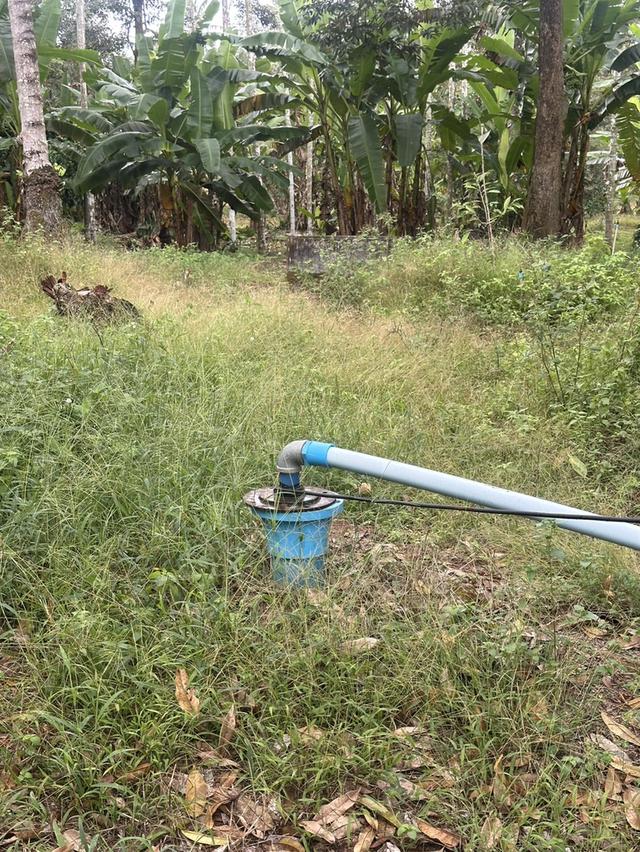 ขายด่วน! สวนทุเรียนหมอนทอง ต้นใหญ่ 7ปี+ จ.ชุมพร 6