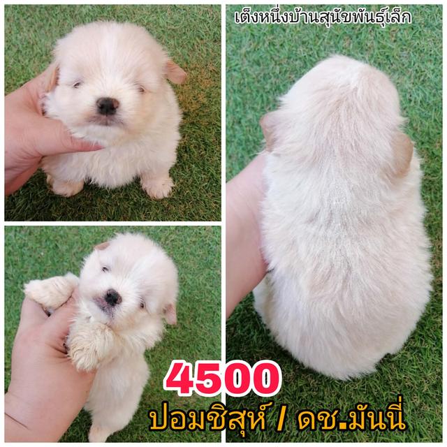 ปอมชิสุห์ พร้อมย้าย