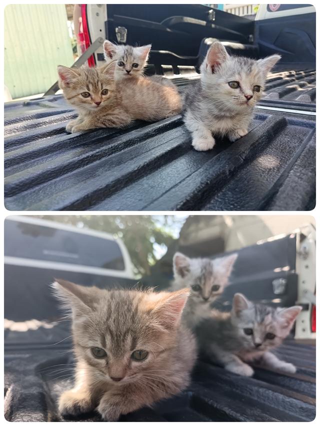 แมวเปอร์เซีย​ผสมอเมริกั​นช็อต​แฮร์​