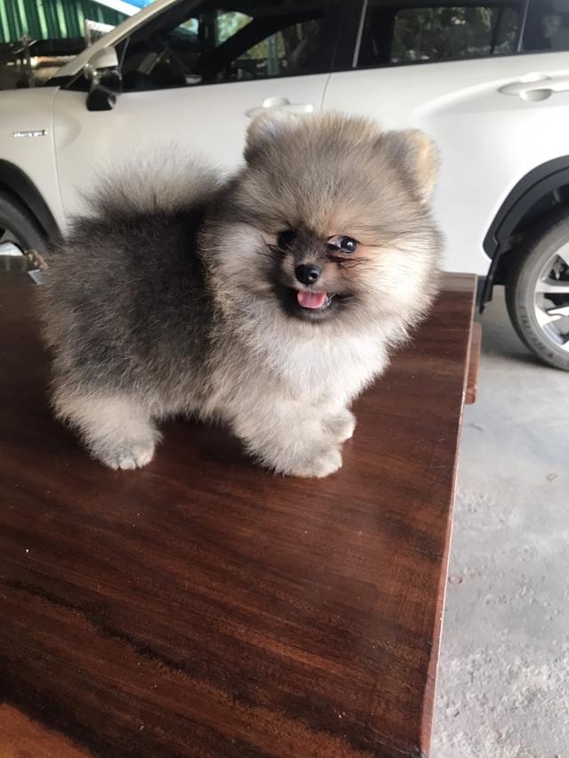 ปอมฯแท้สายพันธุ์ประกวด เพศผู้สีส้ม หัวใหญ่ ขนแน่น หน้าหมี ขาใหญ่ ลำตัวกระชับสั้น อายุ 2 เดือน ฉีดวัคซีนรวม 5 โรค 2 เข็มแล้วครับ รูปที่ 3