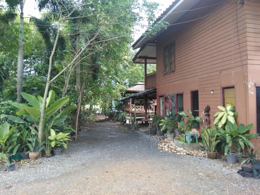 ที่ดิน 7 ไร่ มีบ่อและบ้านพร้อมอยู่ พร้อมพื้นที่ร่องสวนดั้งเดิม 5