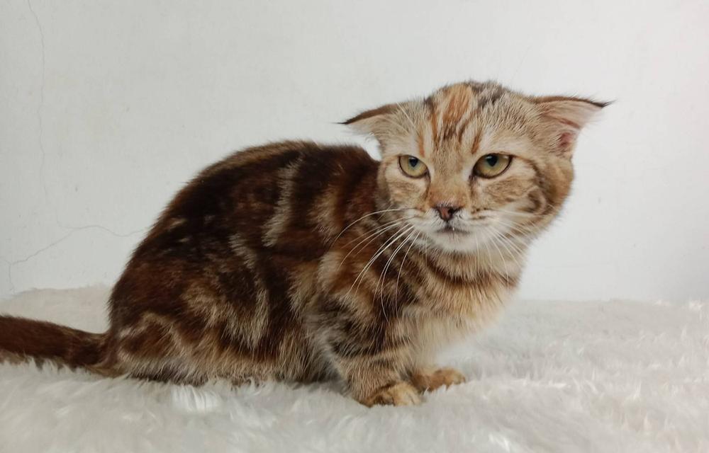 2.แมวมันช์กิ้น/เพศเมีย หาบ้าน Munchkin Cat/Female looking for a new home 2