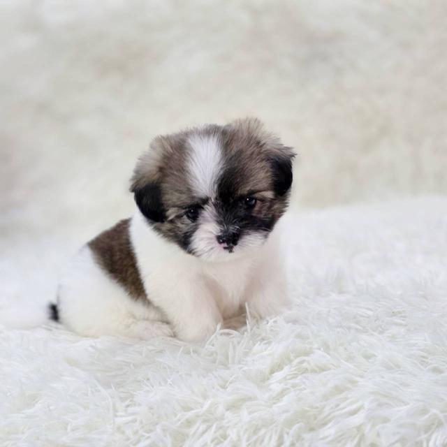 ชิสุผสมปอม เพศเมีย พร้อมย้ายบ้าน