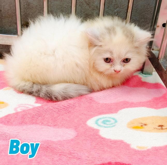 น้องเปอร์เซียพร้อมย้ายบ้านครับ 11