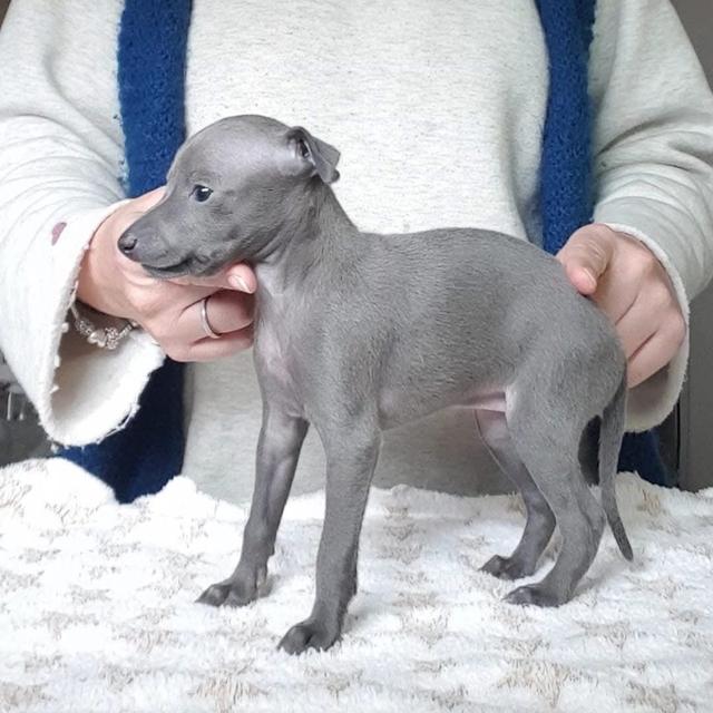 Italian Greyhound สุดน่ารัก 2