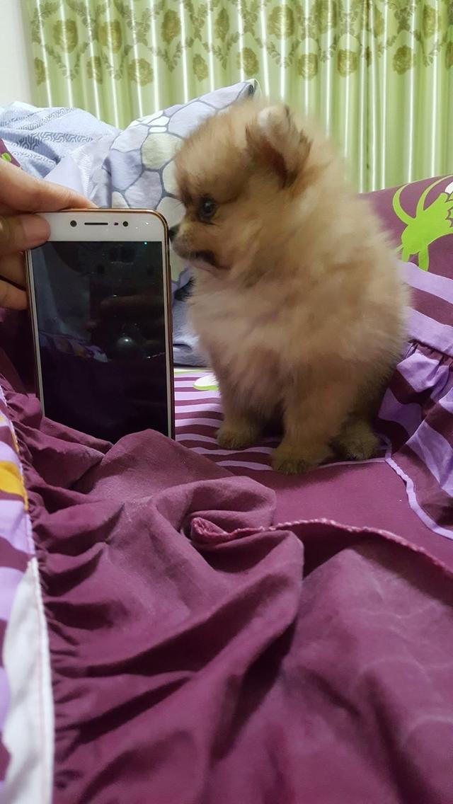 ลูก Pomeranian ตัวเมีย