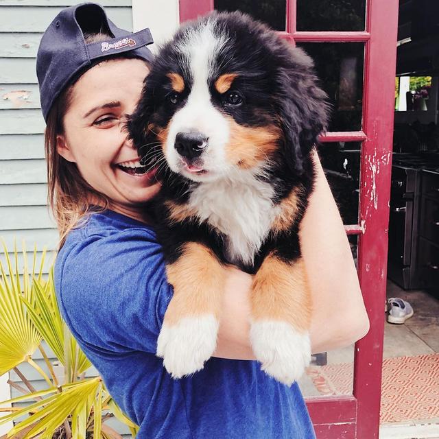 Bernese Mountain Puppies รูปที่ 6