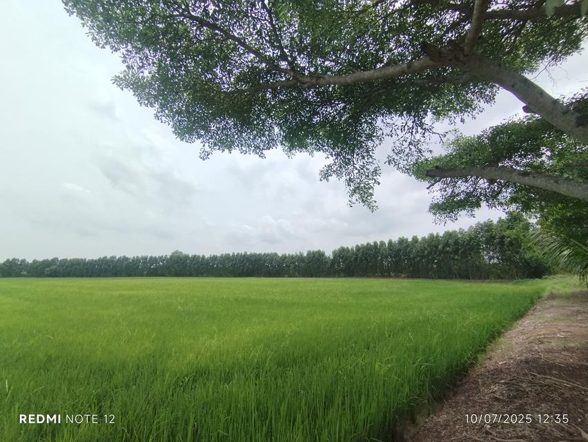 ที่ดินริมน้ำบางปะกง 30 ไร่เศษ ติดถนนใหญ่ + ติดแม่น้ำ วิวสวย ศักยภาพสูง เหมาะลงทุนรีสอร์ท พูลวิลล่า หรือโครงการท่องเที่ยวครบวงจร 1